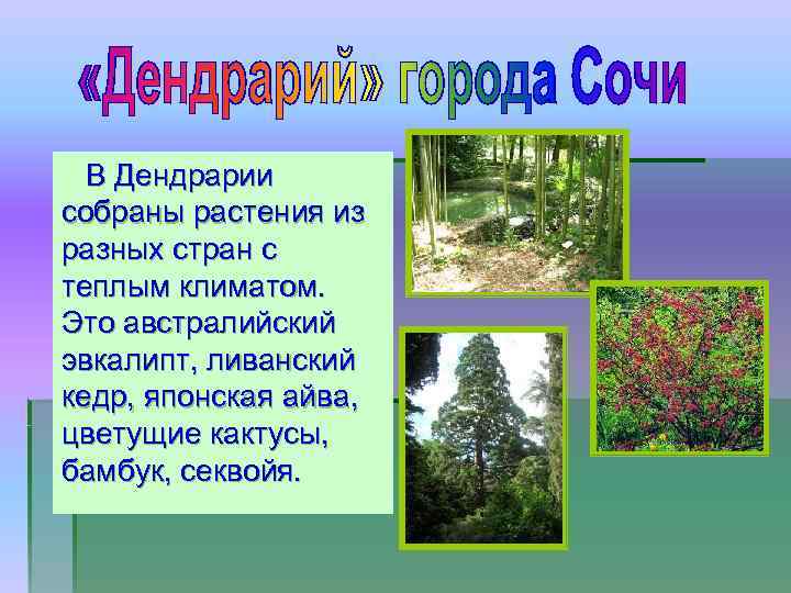 В Дендрарии собраны растения из разных стран с теплым климатом. Это австралийский эвкалипт, ливанский