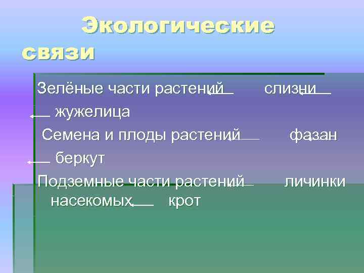 Экологические связи Зелёные части растений жужелица Семена и плоды растений беркут Подземные части растений