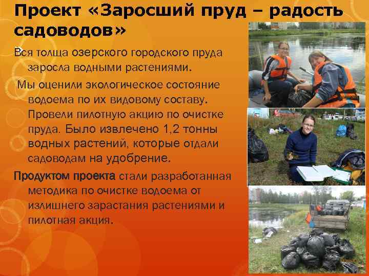 Проект «Заросший пруд – радость садоводов» » Вся толща озерского городского пруда заросла водными