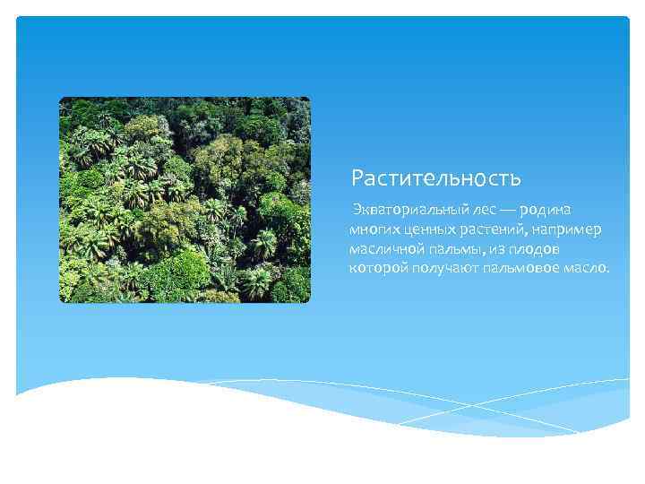 Растительность Экваториальный лес — родина многих ценных растений, например масличной пальмы, из плодов которой