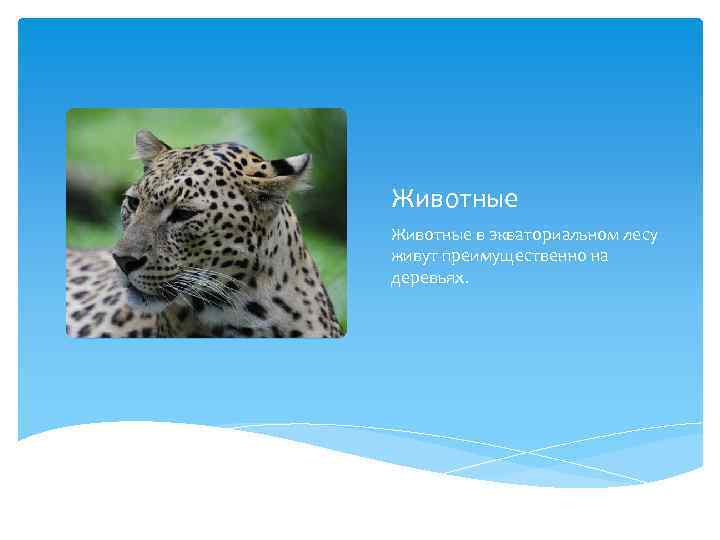 Животные в экваториальном лесу живут преимущественно на деревьях. 