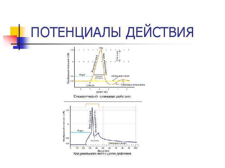 ПОТЕНЦИАЛЫ ДЕЙСТВИЯ 