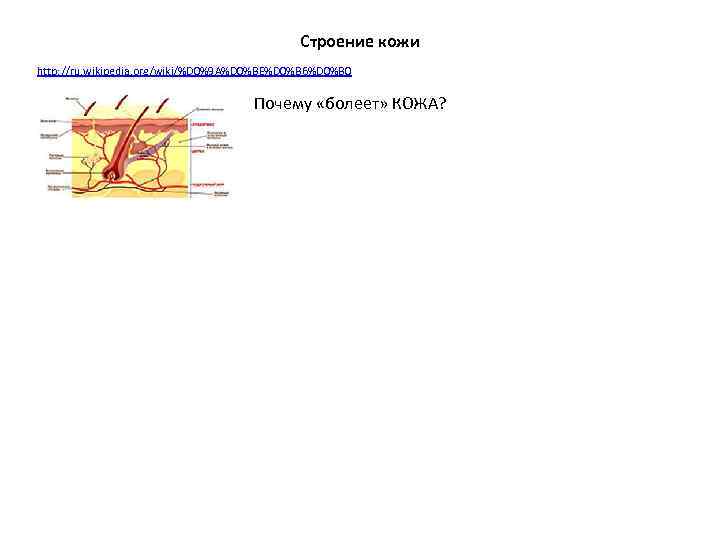 Строение кожи http: //ru. wikipedia. org/wiki/%D 0%9 A%D 0%BE%D 0%B 6%D 0%B 0 Почему