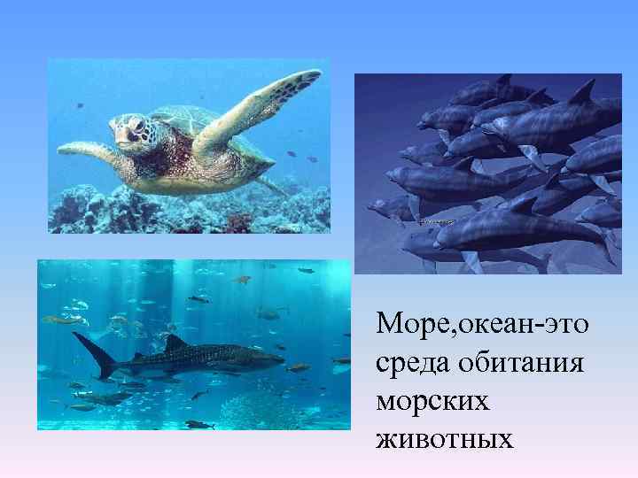 Море, океан-это среда обитания морских животных 