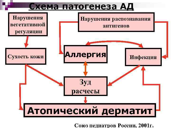 Схема патогенеза АД Нарушения вегетативной регуляции Сухость кожи Нарушения распознавания антигенов Аллергия Инфекция Зуд