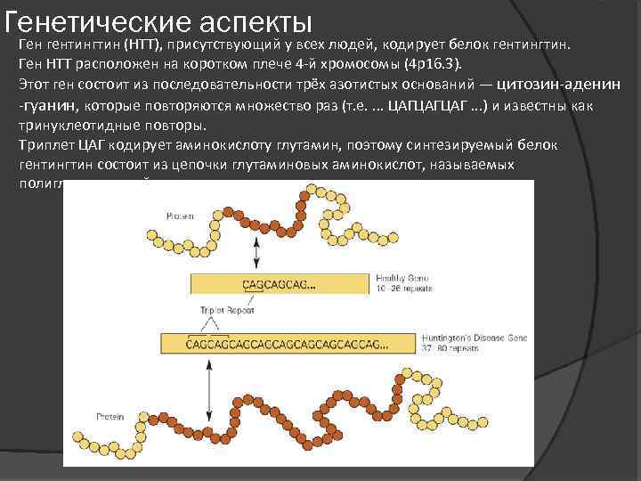 Генетические аспекты Ген гентингтин (HTT), присутствующий у всех людей, кодирует белок гентингтин. Ген HTT