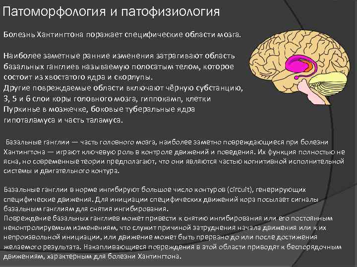 Патоморфология и патофизиология Болезнь Хантингтона поражает специфические области мозга. Наиболее заметные ранние изменения затрагивают