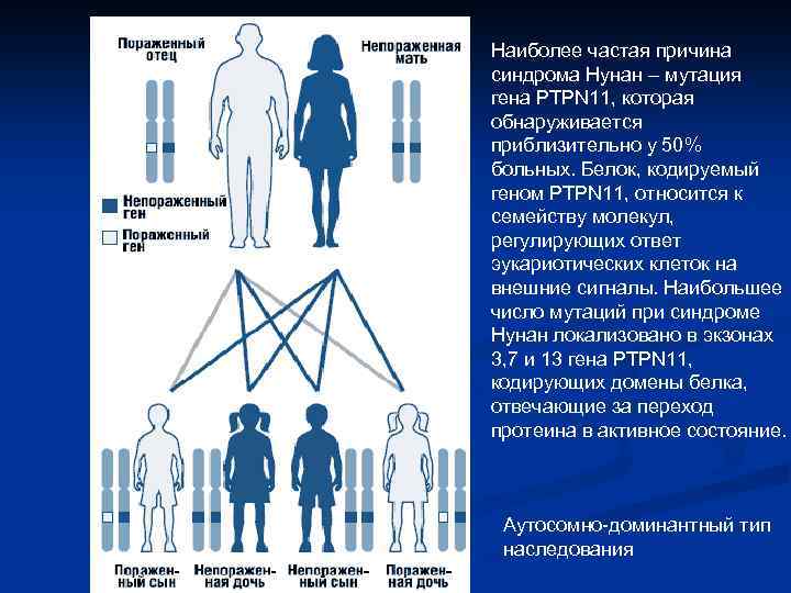 Наиболее частая причина синдрома Нунан – мутация гена PTPN 11, которая обнаруживается приблизительно у