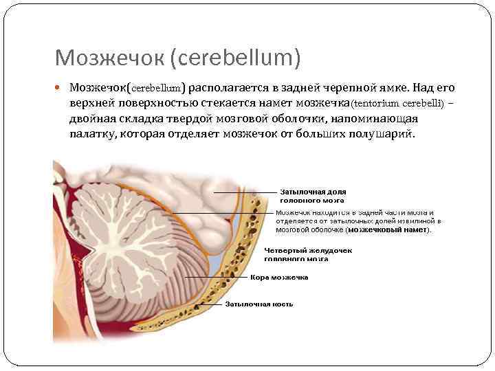 Мозжечок (сerebellum) Мозжечок(cerebellum) располагается в задней черепной ямке. Над его верхней поверхностью стекается намет