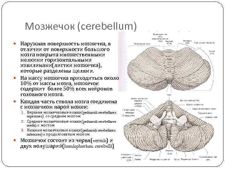 Срез мозжечка схема