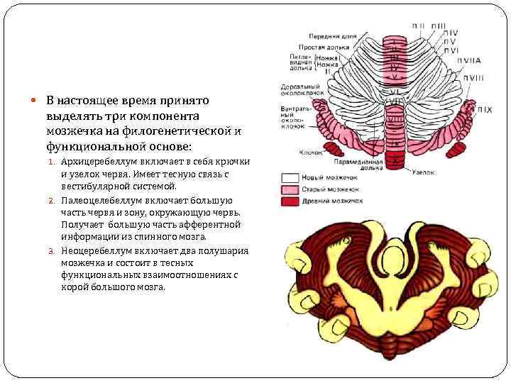  В настоящее время принято выделять три компонента мозжечка на филогенетической и функциональной основе: