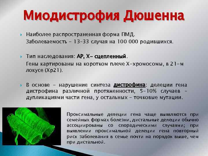 Миодистрофия Дюшенна Наиболее распространенная форма ПМД. Заболеваемость - 13– 33 случая на 100 000