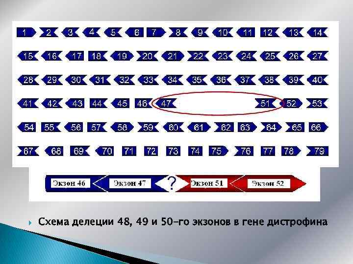  Схема делеции 48, 49 и 50 -го экзонов в гене дистрофина 