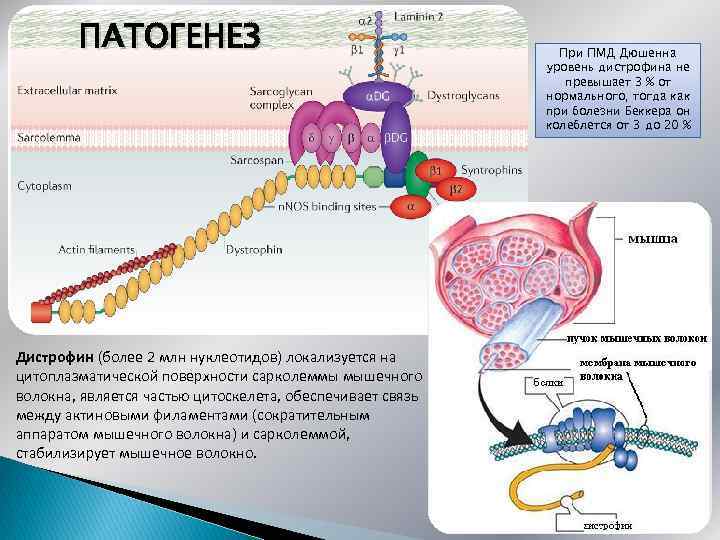 ПАТОГЕНЕЗ Дистрофин (более 2 млн нуклеотидов) локализуется на цитоплазматической поверхности сарколеммы мышечного волокна, является