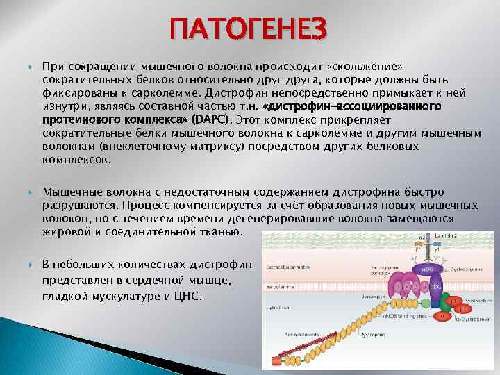 ПАТОГЕНЕЗ При сокращении мышечного волокна происходит «скольжение» сократительных белков относительно друга, которые должны быть