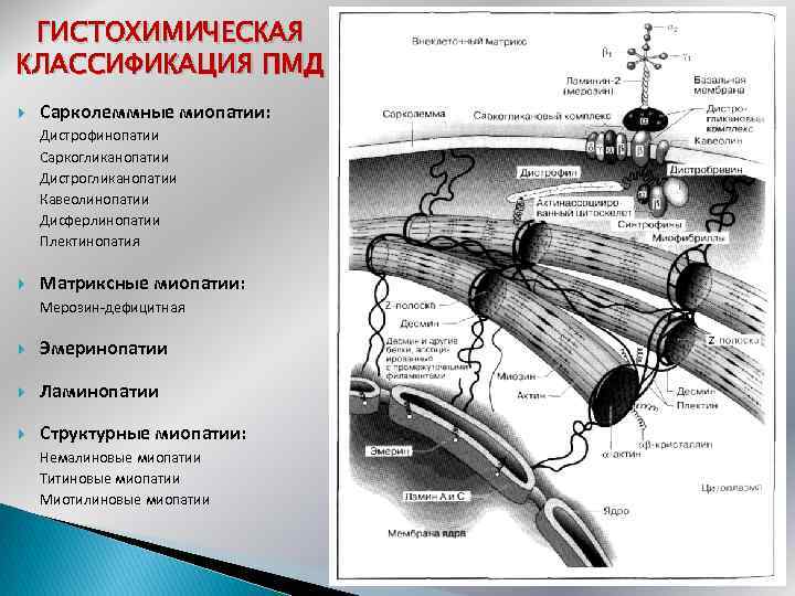 ГИСТОХИМИЧЕСКАЯ КЛАССИФИКАЦИЯ ПМД Сарколеммные миопатии: Дистрофинопатии Саркогликанопатии Дистрогликанопатии Кавеолинопатии Дисферлинопатии Плектинопатия Матриксные миопатии: Мерозин-дефицитная