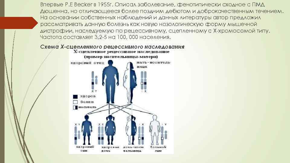 Впервые P. E Becker в 1955 г. Описал заболевание, фенотипически сходное с ПМД Дюшенна,