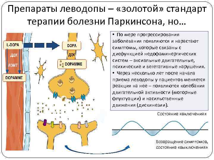 Препараты леводопы – «золотой» стандарт терапии болезни Паркинсона, но… • По мере прогрессирования заболевания