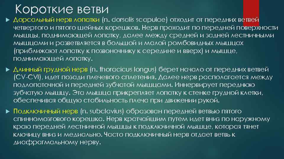 Короткие ветви Дорсальный нерв лопатки (n. dorsalis scapulae) отходит от передних ветвей четвертого и