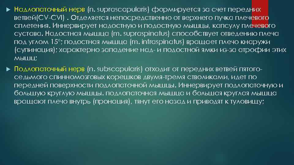  Надлопаточный нерв (n. suprascapularis) формируется за счет передних ветвей(CV CVI). Отделяется непосредственно от