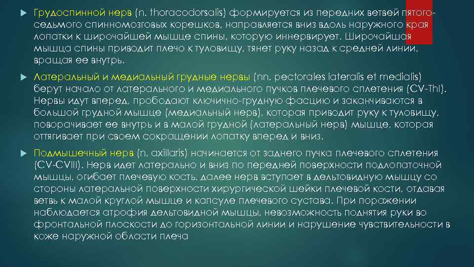  Грудоспинной нерв (n. thoracodorsalis) формируется из передних ветвей пятого седьмого спинномозговых корешков, направляется