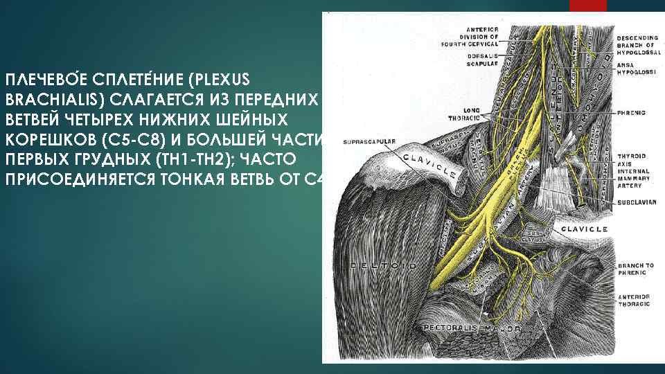 ПЛЕЧЕВО Е СПЛЕТЕ НИЕ (PLEXUS BRACHIALIS) СЛАГАЕТСЯ ИЗ ПЕРЕДНИХ ВЕТВЕЙ ЧЕТЫРЕХ НИЖНИХ ШЕЙНЫХ КОРЕШКОВ