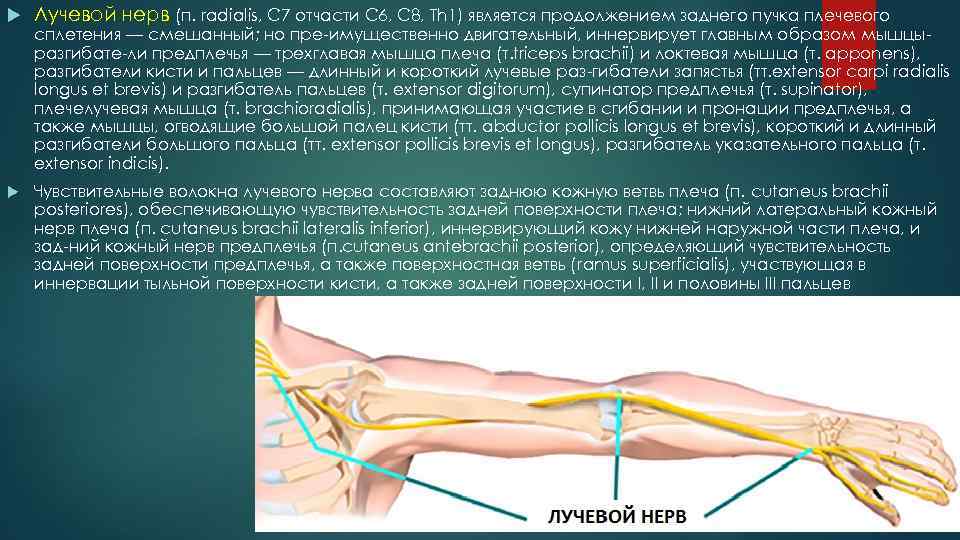  Лучевой нерв (п. radialis, С 7 отчасти С 6, С 8, Th 1)