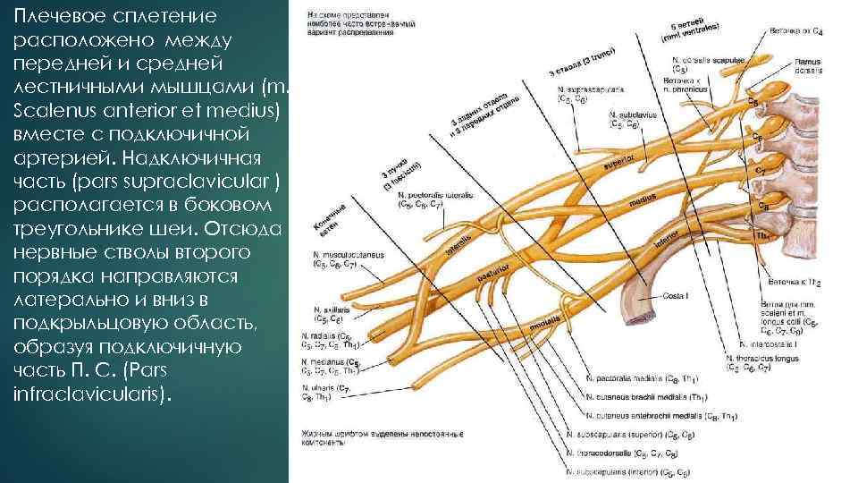 Плечевое сплетение расположено между передней и средней лестничными мышцами (m. Scalenus anterior et medius)