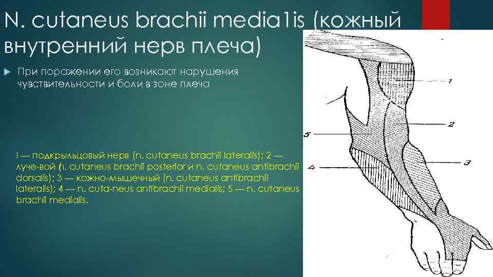 N. cutaneus brachii media 1 is (кожный внутренний нерв плеча) При поражении его возникают