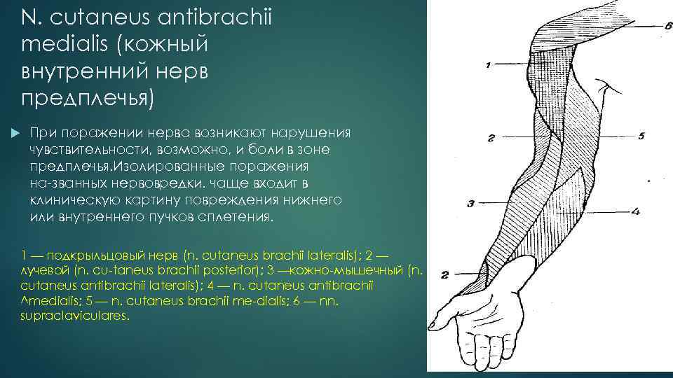 N. cutaneus antibrachii medialis (кожный внутренний нерв предплечья) При поражении нерва возникают нарушения чувствительности,