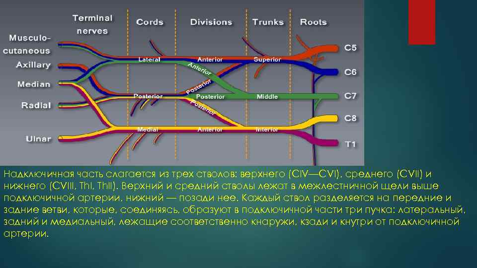 Надключичная часть слагается из трех стволов: верхнего (CIV—CVI), среднего (CVII) и нижнего (CVIII, Th.