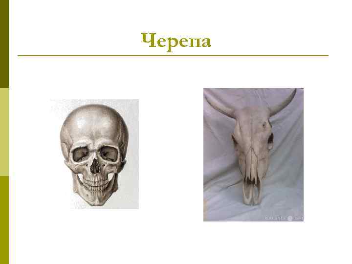 Черепа 