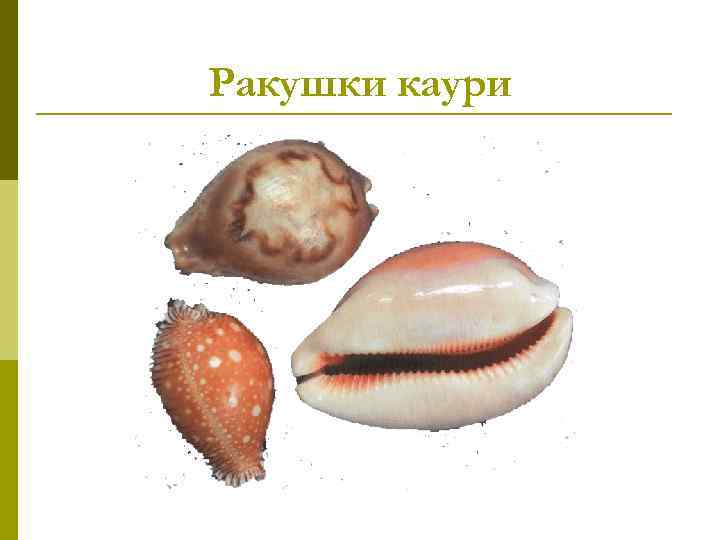 Ракушки каури 