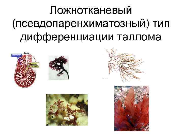 Ложнотканевый (псевдопаренхиматозный) тип дифференциации таллома 