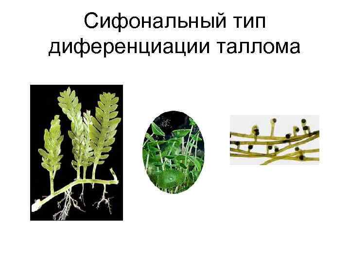 Сифональный тип диференциации таллома 