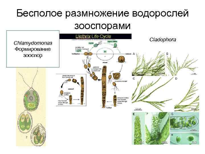 Массовое размножение водорослей как называется. Бесполое размножение водорослей размножение. Размножение водорослей спорообразование. Бесполое размножение водорослей схема. Зооспоры у водорослей.