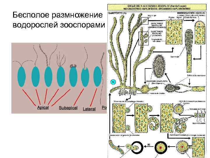 Среда размножения водорослей. Размножение водорослей 6 класс биология. Бесполое размножение водорослей. Размножение водорослей 7 класс. Размножение водорослей бесполое и полое.