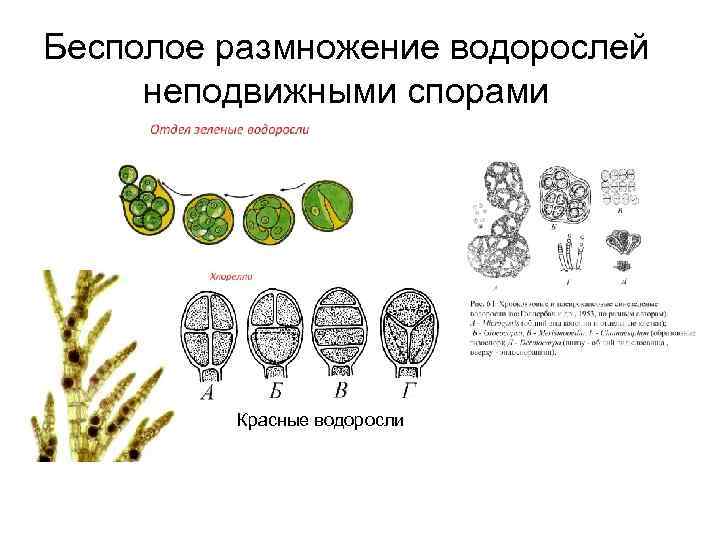 Бесполое размножение водорослей неподвижными спорами Красные водоросли 