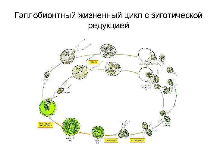Гаплобионтный жизненный цикл с зиготической редукцией 