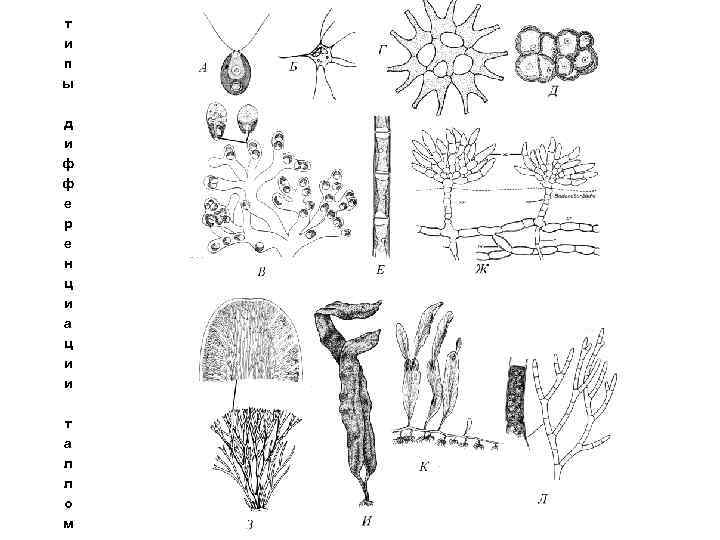 т и п ы д и ф ф е р е н ц и