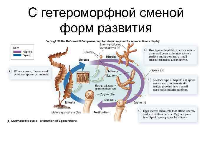 С гетероморфной сменой форм развития 