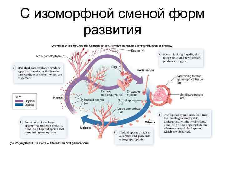 С изоморфной сменой форм развития 