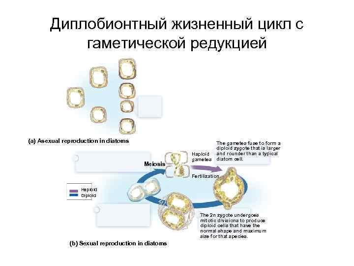 Диплобионтный жизненный цикл с гаметической редукцией (a) Asexual reproduction in diatoms Meiosis Haploid gametes