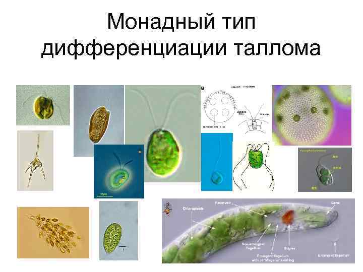 Монадный тип дифференциации таллома 