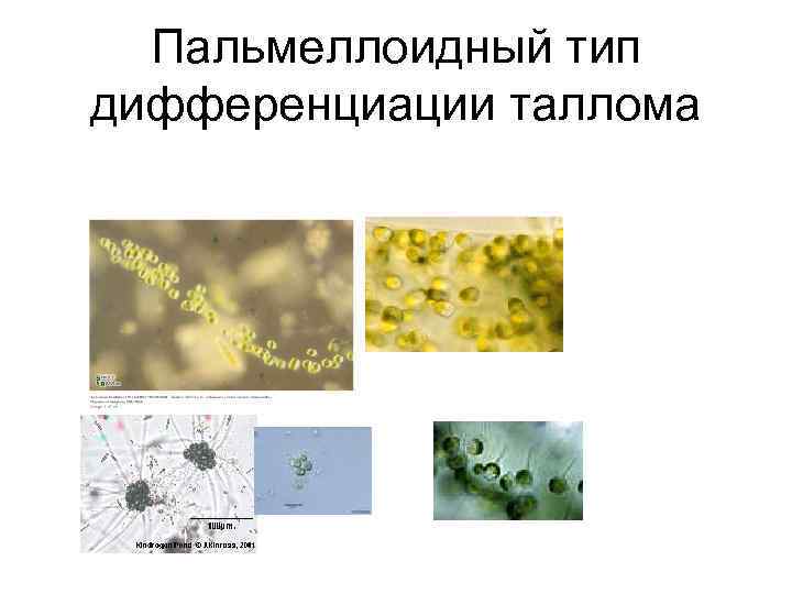 Пальмеллоидный тип дифференциации таллома 