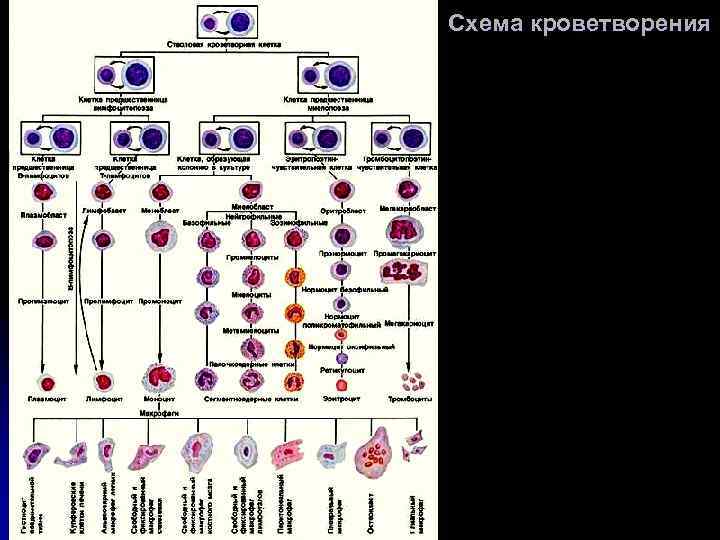 Схема кроветворения 