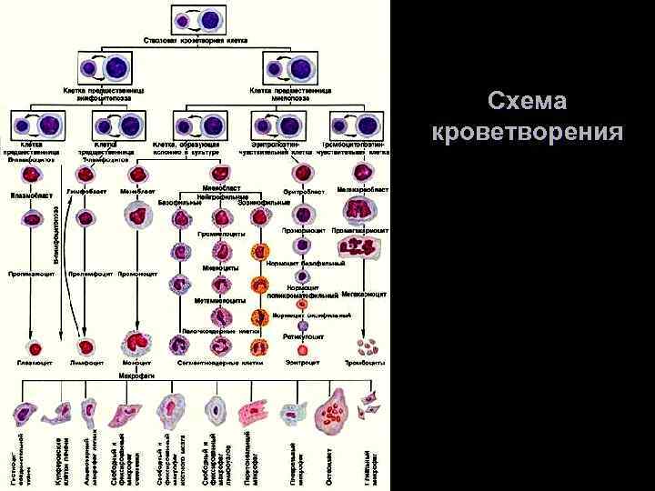 Схема постэмбрионального кроветворения