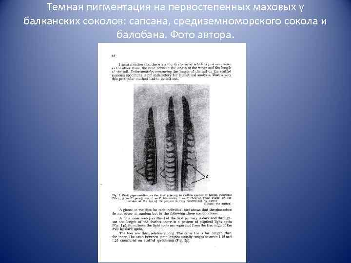 Темная пигментация на первостепенных маховых у балканских соколов: сапсана, средиземноморского сокола и балобана. Фото