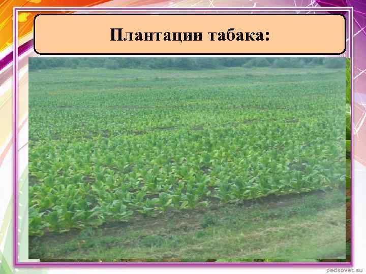 Плантации табака: 