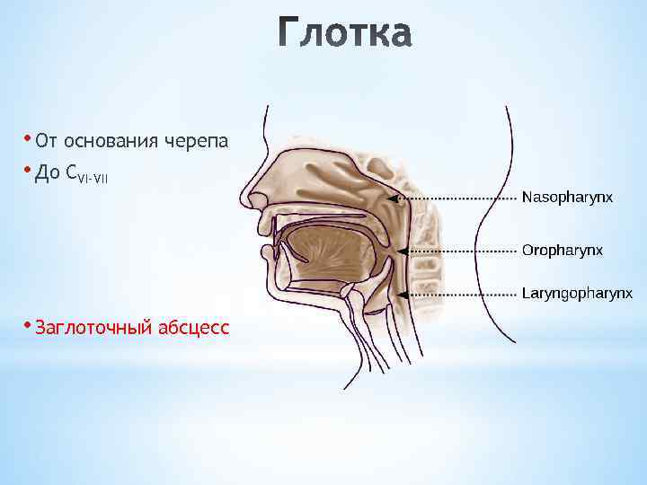  • От основания черепа • До СVI-VII • Заглоточный абсцесс 